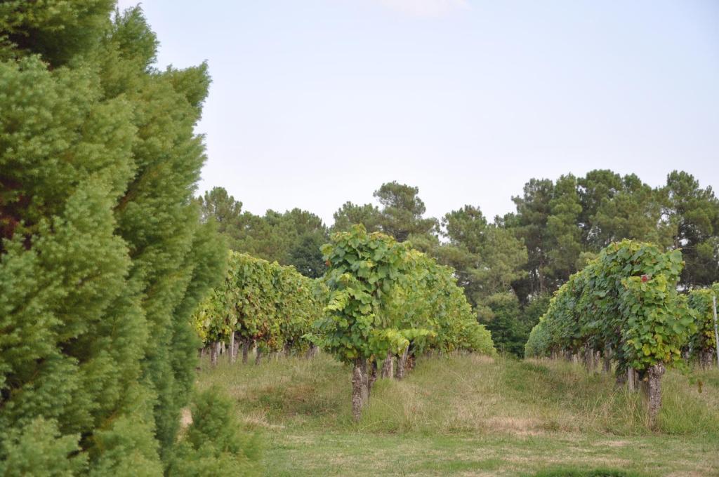 Domaine De Paguy Bed & Breakfast Betbezer Luaran gambar
